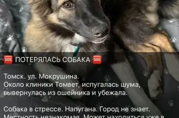 Пропала собака, Томск