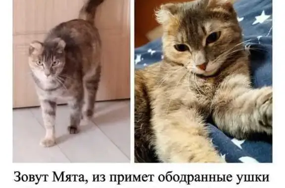 Потерянные животные Якутск, фото: Пропала кошка, Якутск