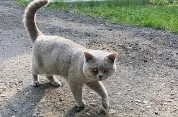 Кошка найдена в лагере «Байрус», Чита