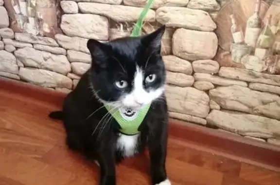 Кошки потеряшки, Иркутск, фото: Потеряшка черная кошка, Иркутск