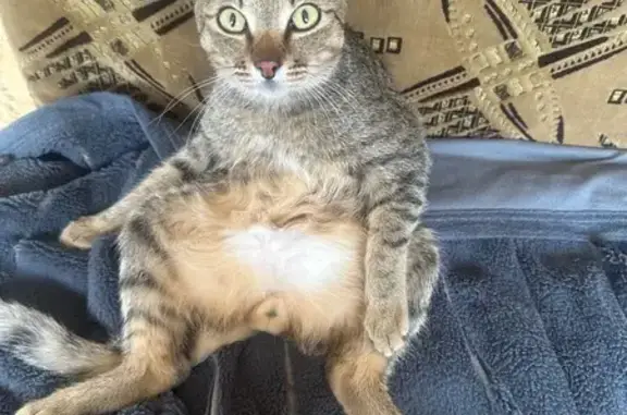 Кошки потеряшки, Чита, фото: Потеряшка кошка, Чита