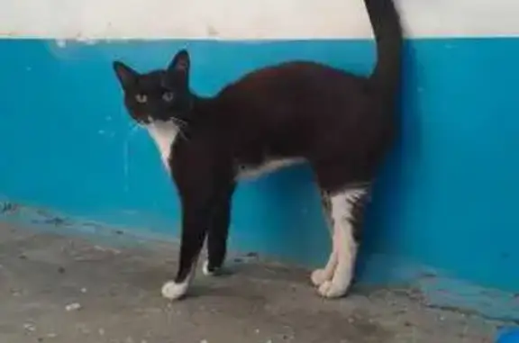 Найдена кошка, Томск, фото: Кошка найдена: ул. Льва Толстого, 77, Томск