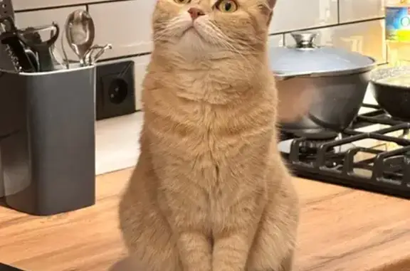 Пропала кошка, Оренбург