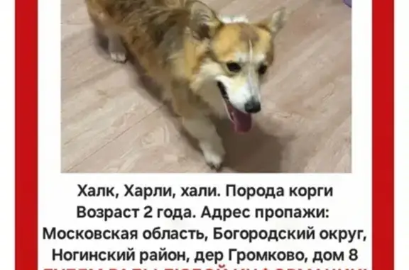 Пропала собака
