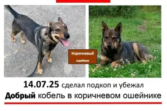 Пропала собака, Химки