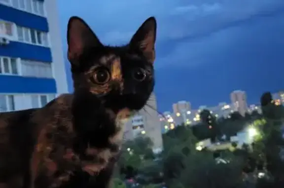 Пропала кошка, Оренбург