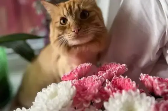 Пропала кошка, Абакан