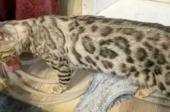 Пропала кошка, Абакан