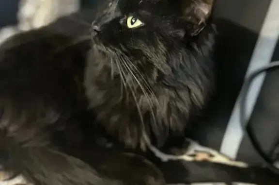 Кошки потеряшки, , фото: Потеряшка кот, ул. Зелёная, 48, Грязи