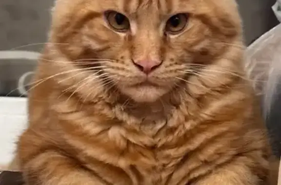 Кошки потеряшки, , фото: Потеряшка кошка