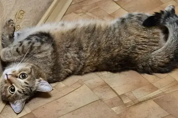 Пропала кошка