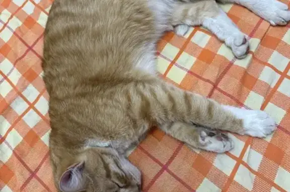 Найдена кошка на Профсоюзной, Кострома