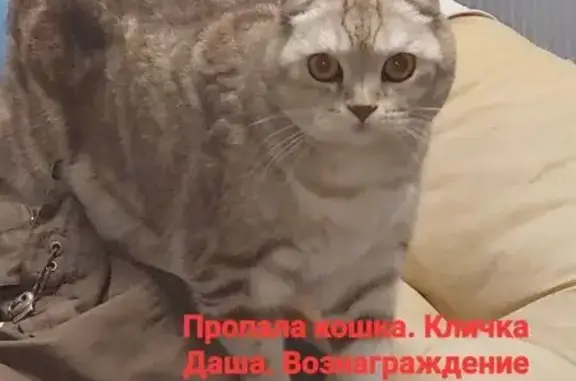 Пропала кошка, Самара