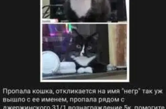 Пропала кошка, Якутск