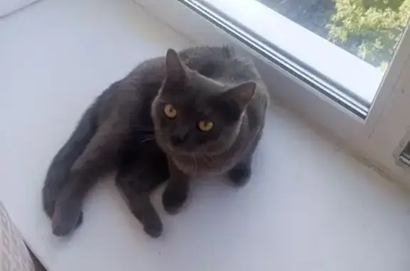 Найдена кошка, Петергоф, фото: Кошка найдена: Озерковая ул., Петергоф