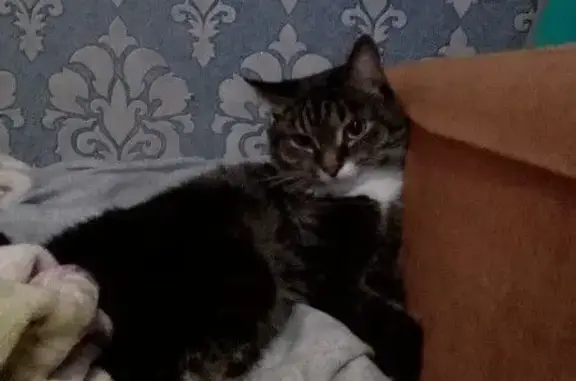 Кошки потеряшки, Лесосибирск, фото: Потеряшка кошка, Тухачевского 2, Лесосибирск