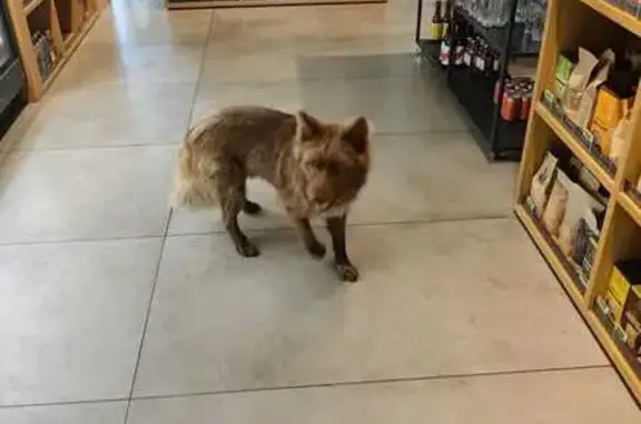 Собака найдена: проезд Вишневского, 6