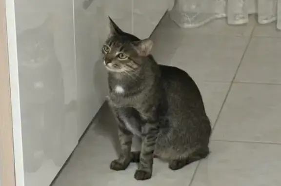 Кошки потеряшки, Ульяновск, фото: Потеряшка кошка, Ульяновский пр., 11