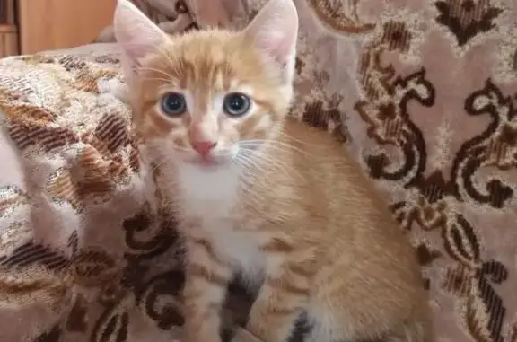 Кошки потеряшки, Великие Луки, фото: Потеряшка котёнок, ул. Маршала Жукова, 18