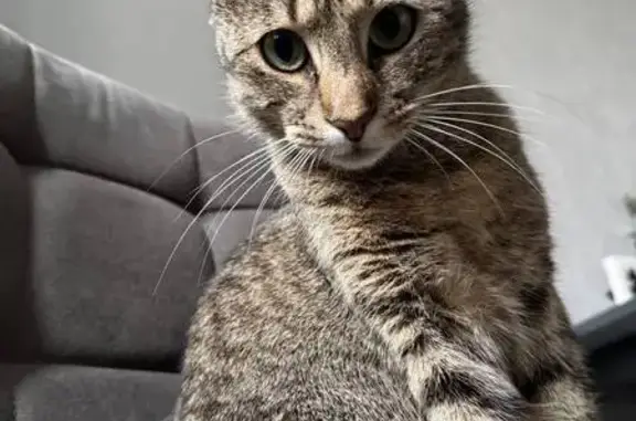 Пропала кошка, Агалатово, Приозерское ш.