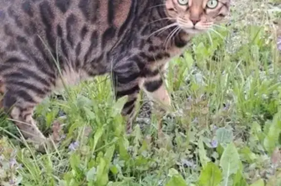 Кошки потеряшки, Горный Щит, фото: Потеряшка кошка, Калиновая ул., Горный Щит