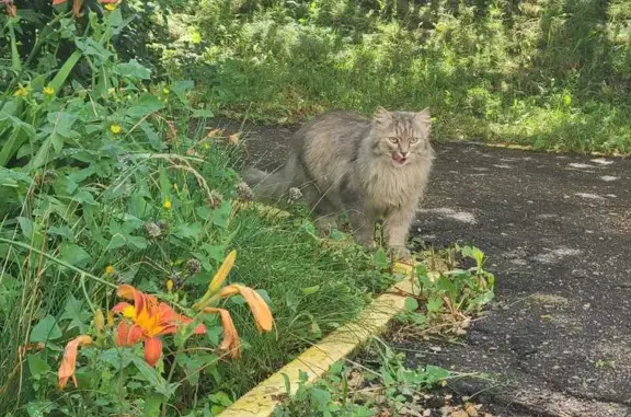 Кошка найдена: ул. Марата, 35В, Тула