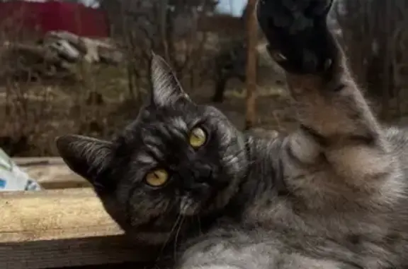 Кошки потеряшки, Вологда, фото: Потеряшка кошка, Цветочная 117, Вологда