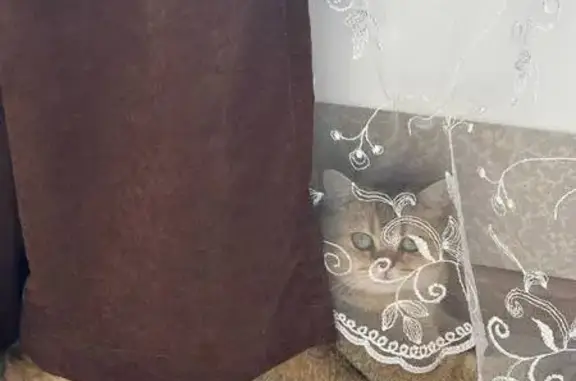 Пропала кошка, Московская область