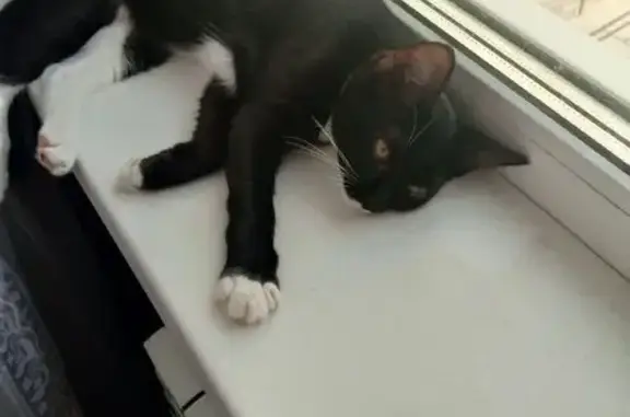 Пропала черная кошка, пр. Ливанова, Ульяновск