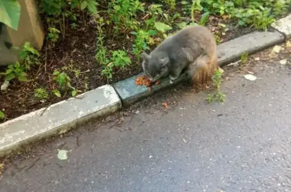 Найдена кошка, Люберцы, фото: Найдена кошка, Люберцы