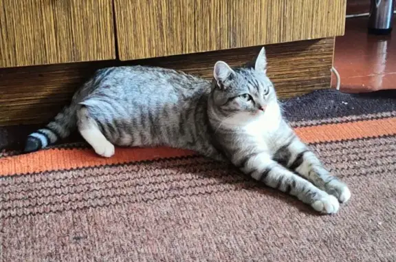 Пропала кошка, пр. Славы, Копейск