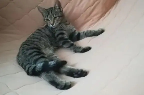 Кошка найдена в Саловском сельсовете