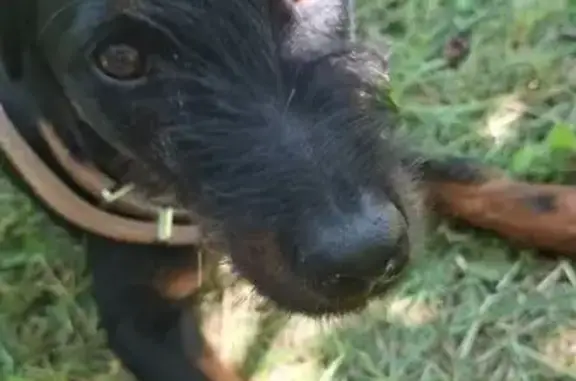 Найдена собака, Шепси, фото: Найдена собака, Шепси, Железнодорожный пер.