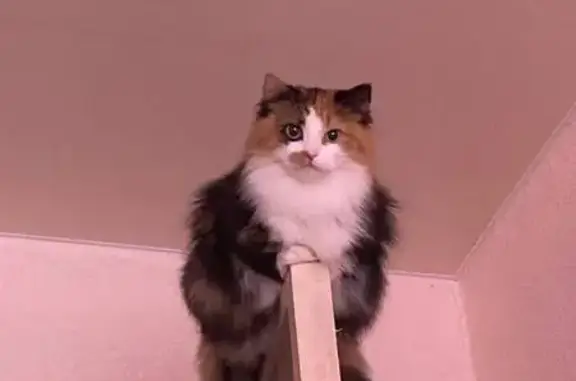 Пропала кошка