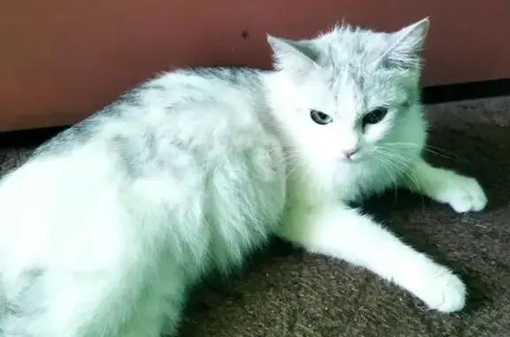 Кошка найдена на ул. Корзуна, 18, СПб