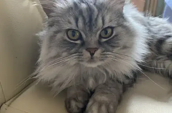 Кошки потеряшки, Калининград, фото: Потеряшка кошка, ул. Ермака 3, Калининград