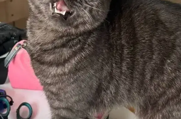 Кошки потеряшки, Химки, фото: Потеряшка кошка, Тепличный проезд, 5, Химки