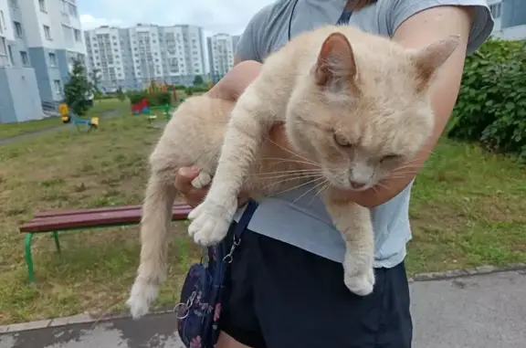 Кошка найдена: Комсомольский пр-т, 40