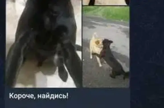 Пропала собака, Челябинская область