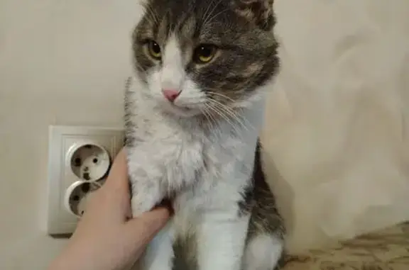 Найденные животные Нижневартовск, фото: Найдена кошка, Северная ул., Нижневартовск