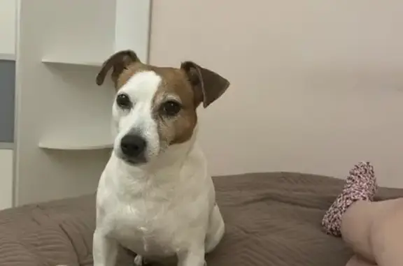 Собаки потеряшки, Воронеж, фото: Потеряшка собака, ул. Кропоткина 11А, Воронеж