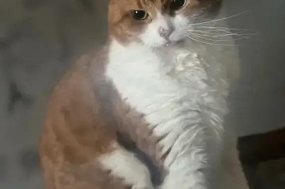 Пропала кошка в Апрелевке, МО