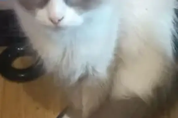 Пропала кошка, Лиски