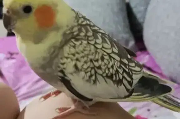 Объявления о пропавших и найденных животных, Архангельск, фото: Пропал попугай, Гвардейская 10, Архангельск