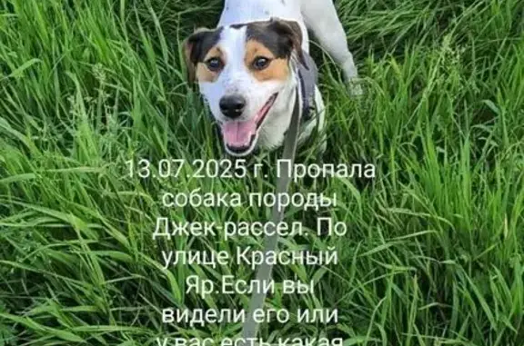 Пропала собака, Хабаровск