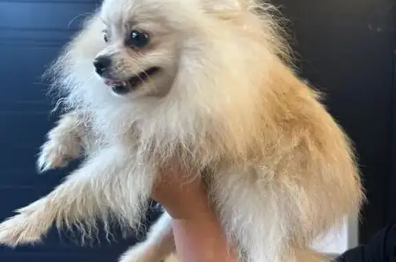 Найдена собака, 1-я Железнодорожная 43А