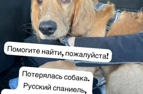 Пропала собака, Бийск