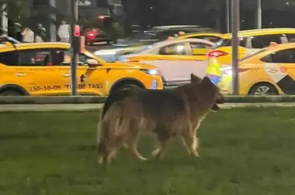 Собака найдена: Хамовнический Вал, Москва