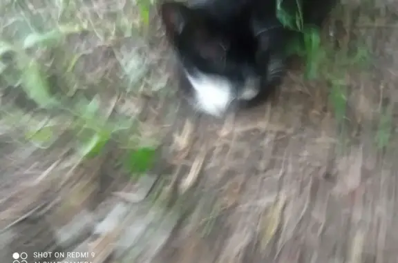 Найдена кошка, Люберцы, фото: Найдена кошка, Люберцы