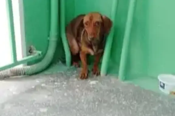 Найдена собака, Челябинск, фото: Рыжая такса найдена, ул. Стахановцев 118А